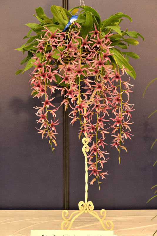 Dendrobium treacherianum [lyonii]