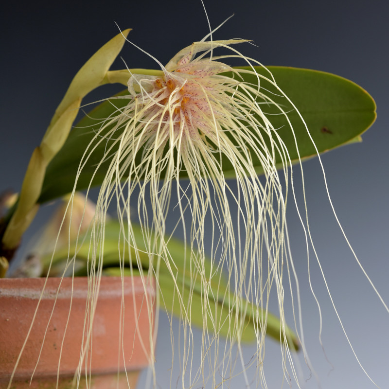 Bulbophyllum medusae (Lindl.) Rchb. 1861