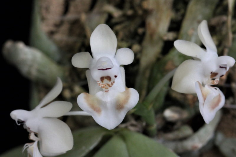 Phalaenopsis gibbosa H.R. Sweet 1970