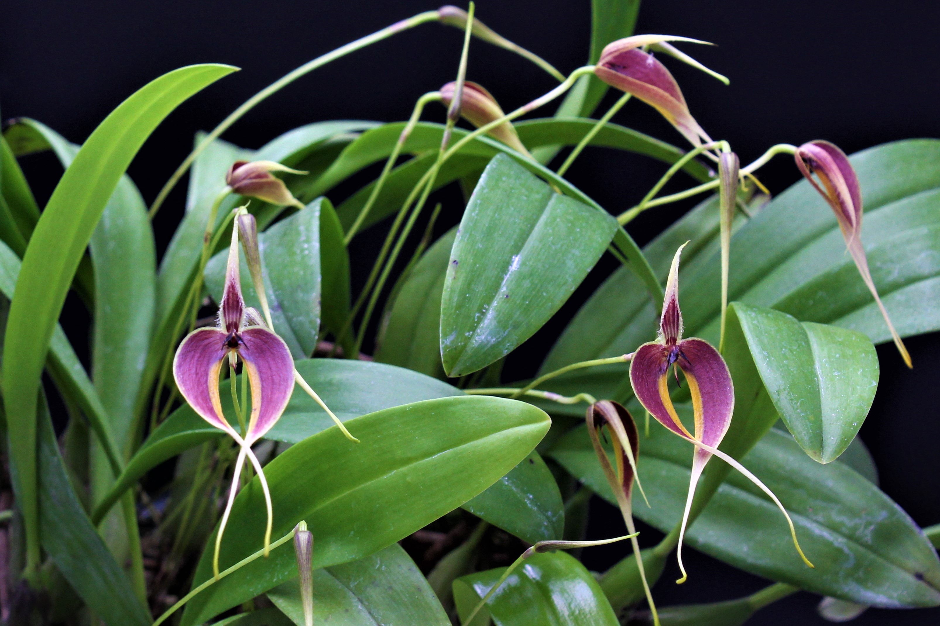 Bulbophyllum maxillare (Lindl.) Rchb.f. (1861).