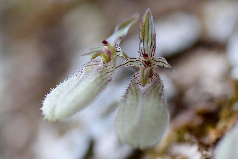 Bulbophyllum polliculosum Seidenf. 1973