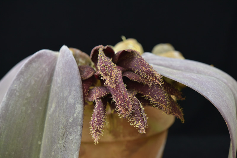 Bulbophyllum phalaenopsis J.J.Sm.1937
