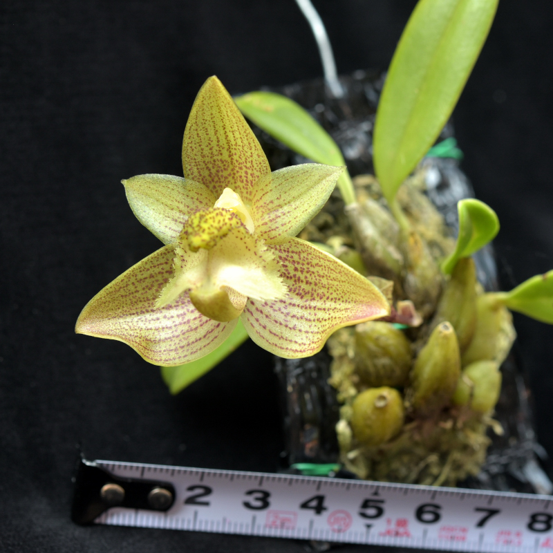 Bulbophyllum pectinatum Finet 1897