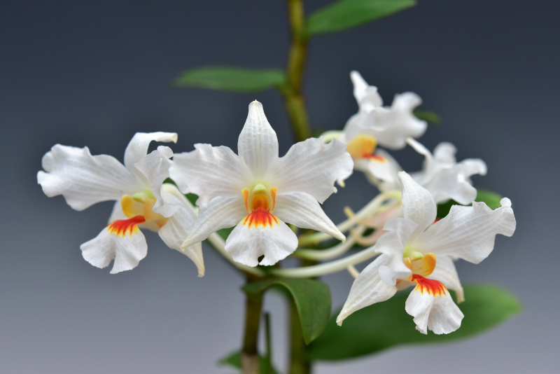 Phalaenopsis cornu-cervi [Phalaenopsis borneensis]