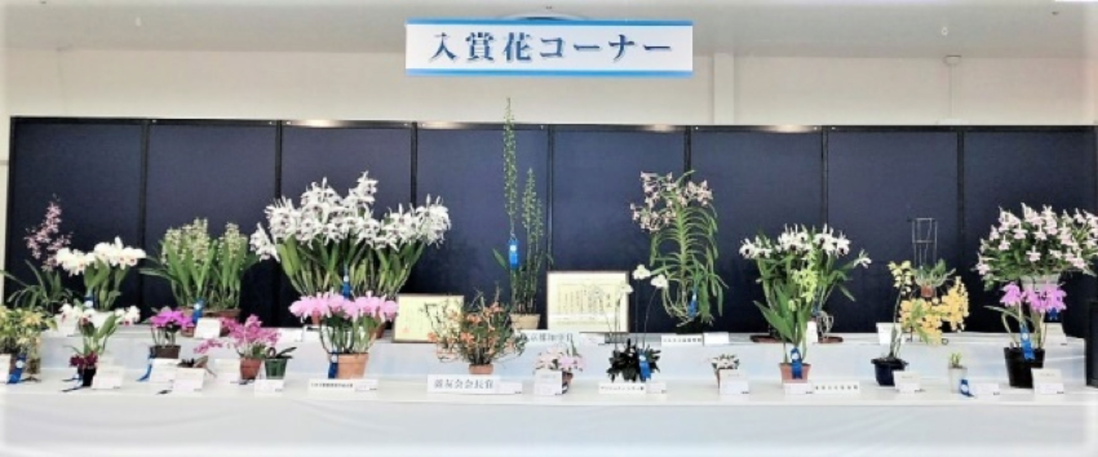 第57回蘭友会らん展インサンシャインシティの入賞花コーナー