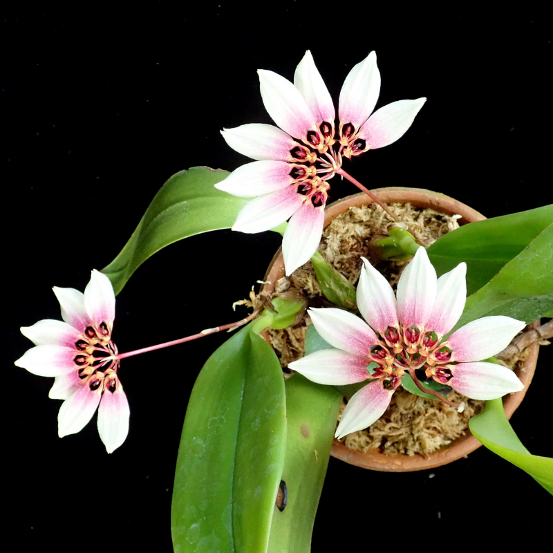 Bulbophyllum lepidum (Blume) J.J.Sm.1905
