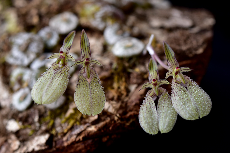 小型株第1位 - Bulbophyllum polliculosum　花房久枝