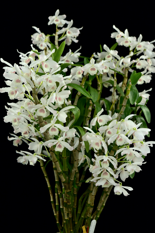 大型株第2位 - Dendrobium nobile f. carnea　斉藤たみ子