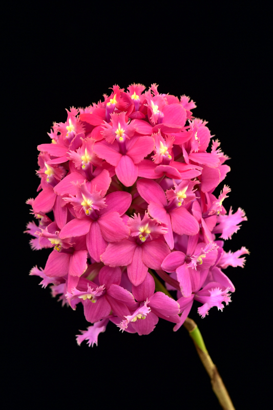 良個体賞 - Epidendrum (Special Valley 'Pink Pilgrim' × Pacific Mulberry 'Prose')　鈴木隆夫