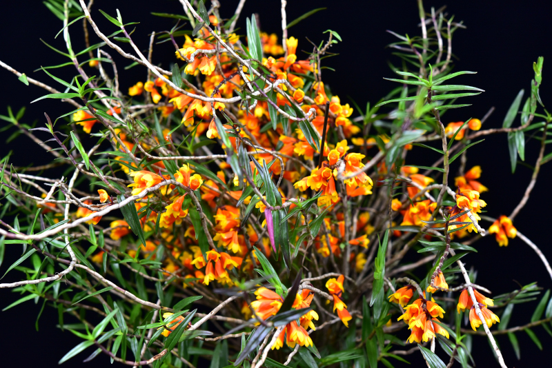 大型株第2位 - Dendrobium subclausum  f. subclausum　大和田武士