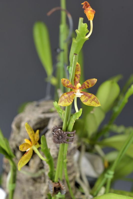 小型株第5位 - Phalaenopsis cornu-cervi [borneensis]　小林斗南