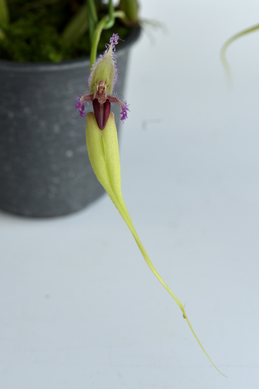 小型株第2位 - Bulbophyllum fascinator fma.  aureum 'Tsiku Taiwan' SM/JOGA　上野幹雄