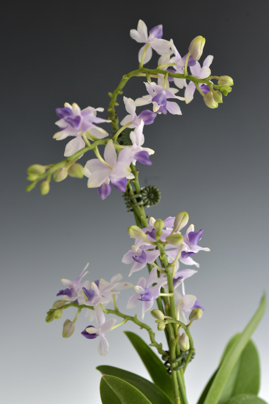 小型株第3位 - Phalaenopsis Tzu Chiang Sapphire　宮澤政子
