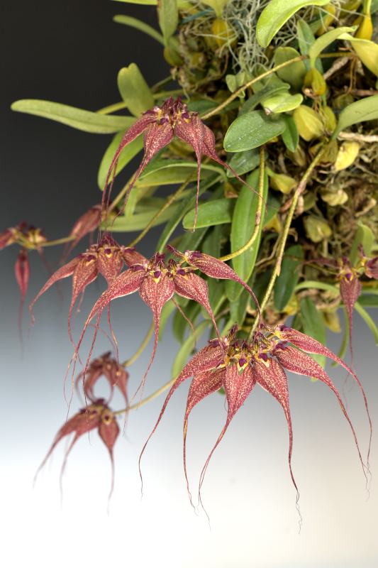 小型株第2位 - Bulbophyllum  rothschildianum　斉藤たみ子