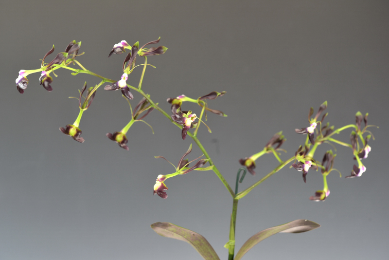 大型株第6位 - Epidendrum melanoporphyreum　笠原隆義
