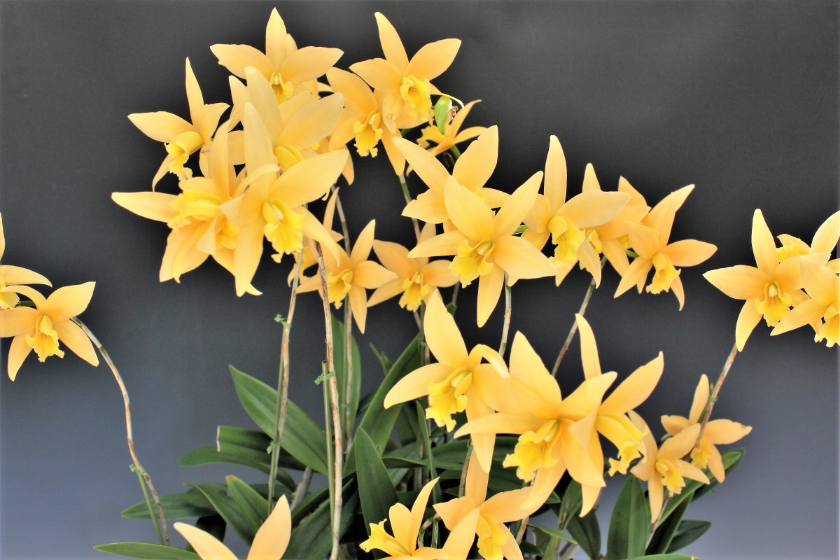 大型株第1位・栽培賞 - Laeliocattleya Canariensis ’Golden Glow’　大和田武士