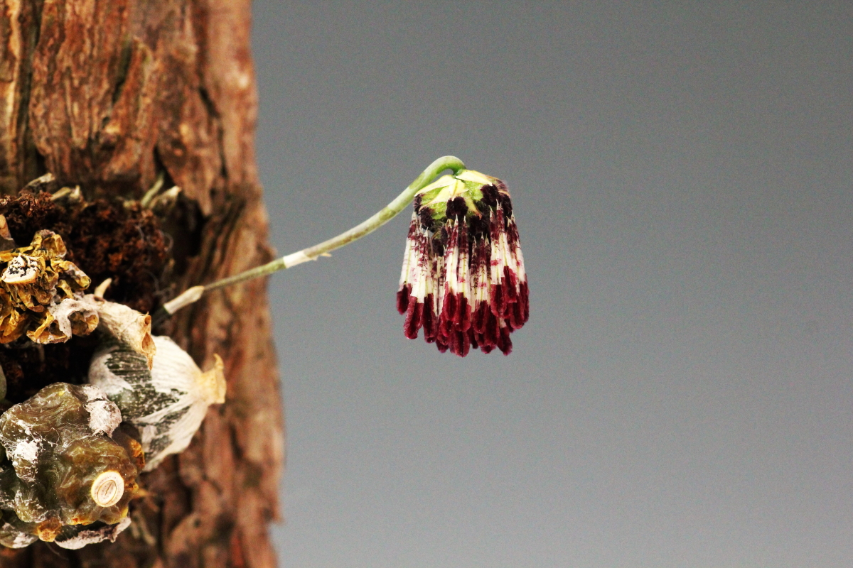 小型株第6位 - Bulbophyllum dhaninivatii　唐木善孝