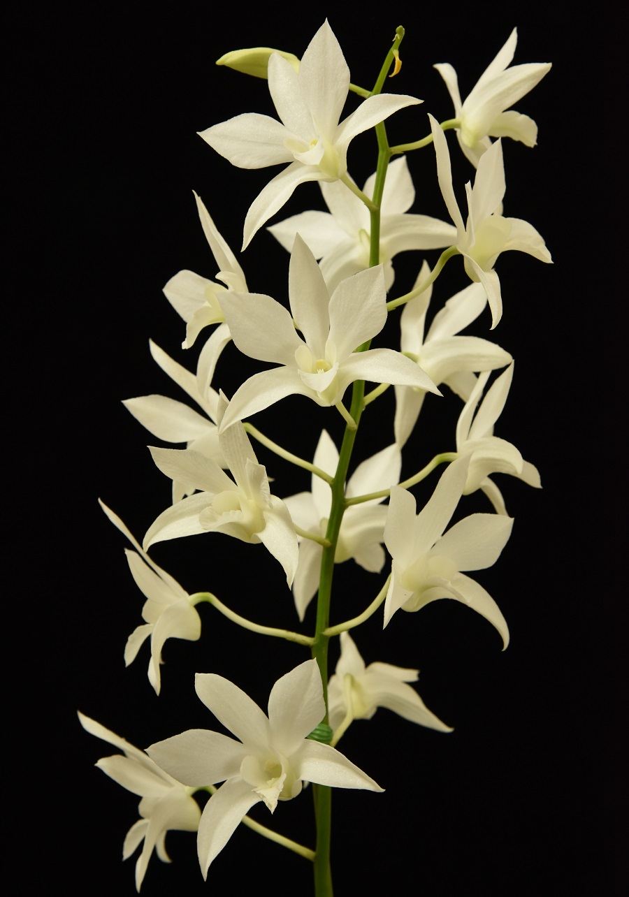 大型株第2位 - Dendrobium White Grace　冨澤　實