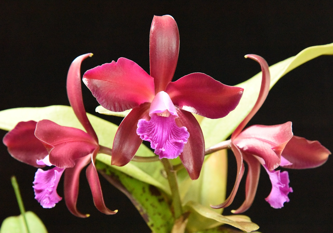 大型株第3位 - Cattleya Summerland Girl 'Orchid glade'　清水達夫