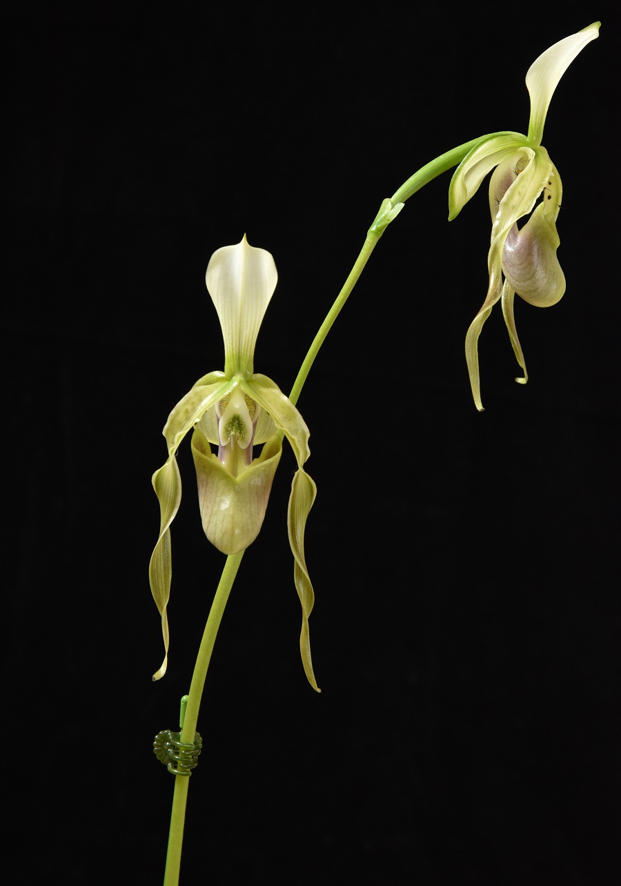 大型株第7位 - Paphiopedilum dianthum ×sib ('Hung Sheng'×'Orchid Farm')　唐木善孝