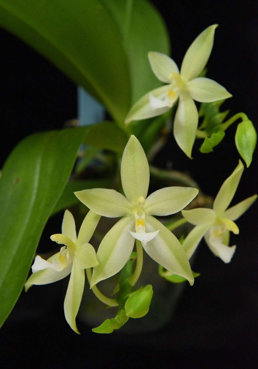 小型株第3位 - Phalaenopsis×valentinii f. alba　上野幹雄