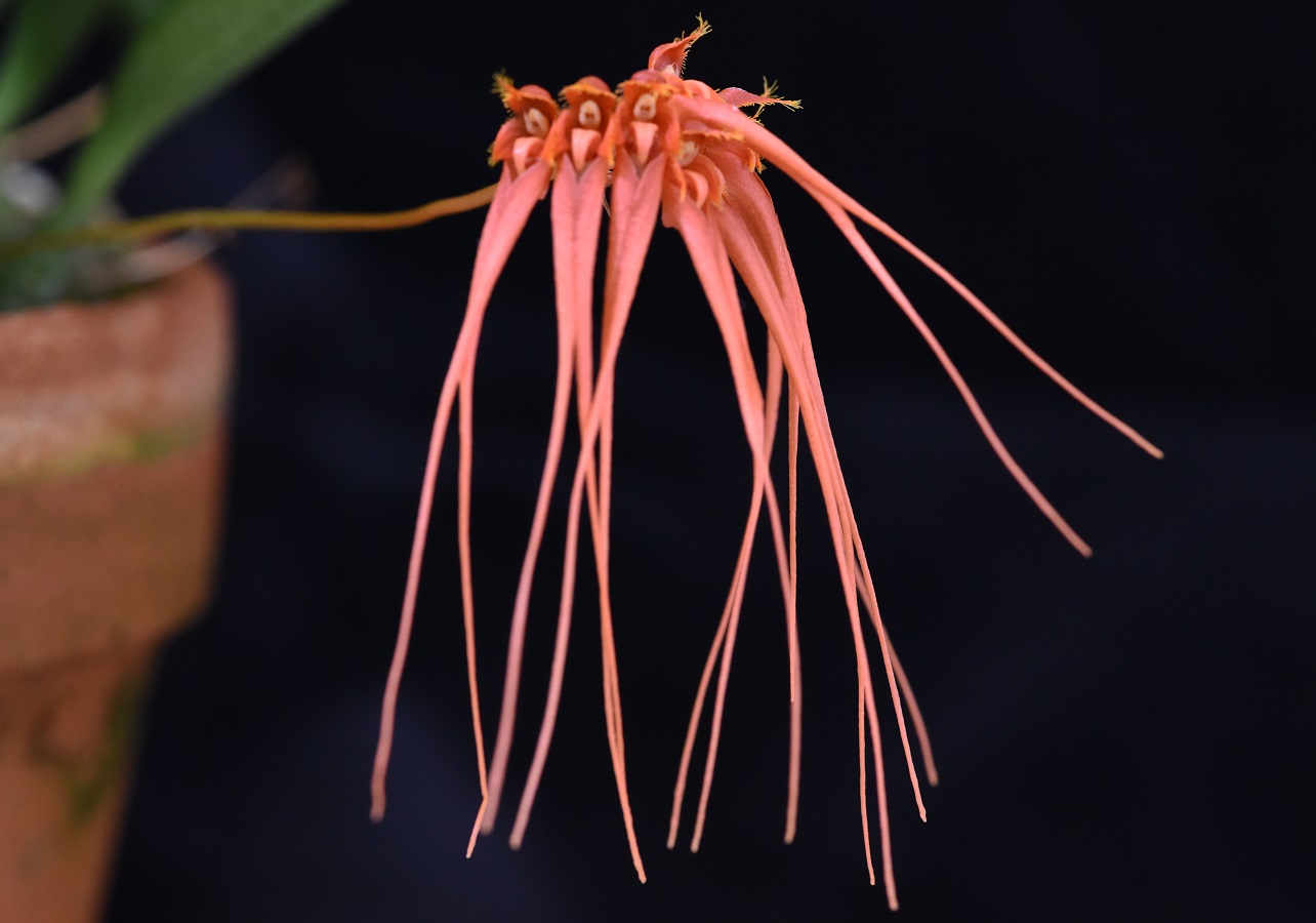 小型株第5位 - Bulbophyllum pecten-veneris　鈴木隆夫