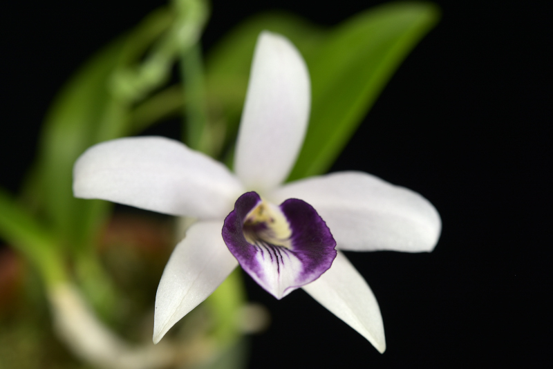 小型株第7位 - Cattleya bicalhoi [dayana] f. coerulea　上野幹雄