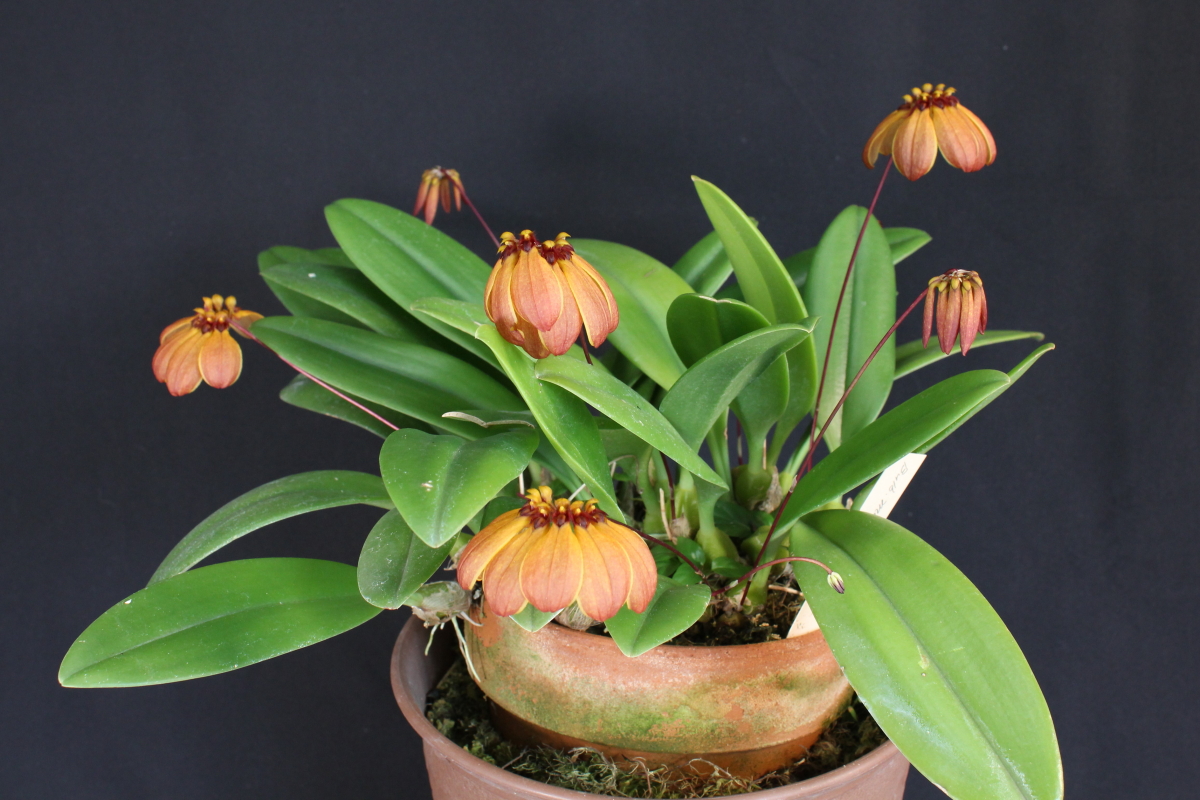 小型株第2位 - Bulbophyllum mastersianum　鈴木隆夫