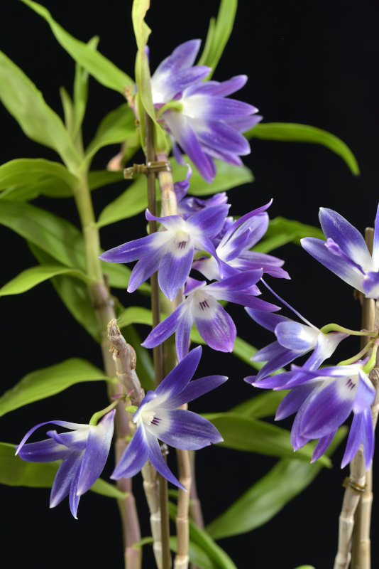大型株第3位 - Dendrobium victoriae-reginae ('Sirabe'×'Lovery')　里見武志