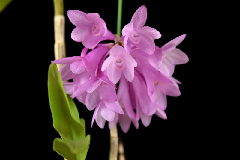 大型株第6位 - Dendrobium sp (Maluku諸島産)　笠原隆義