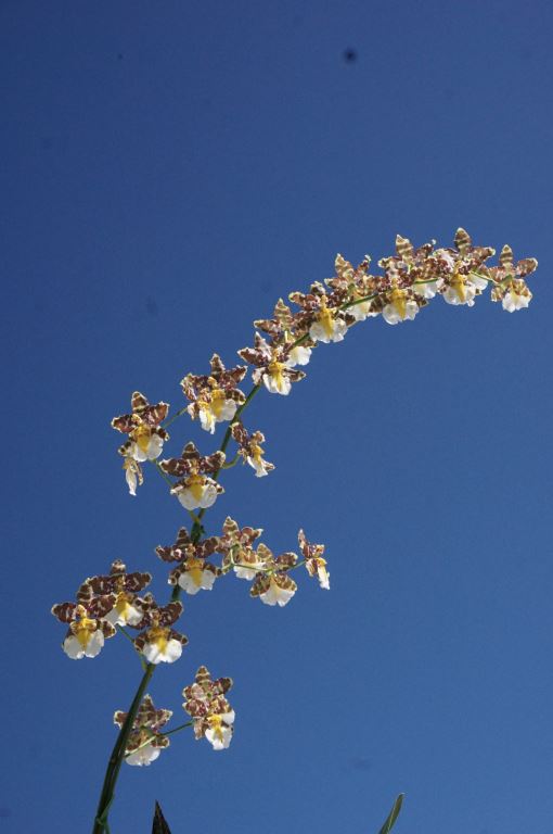 Oncidium (Wildcat × macuratum)　栽培者：清水達夫