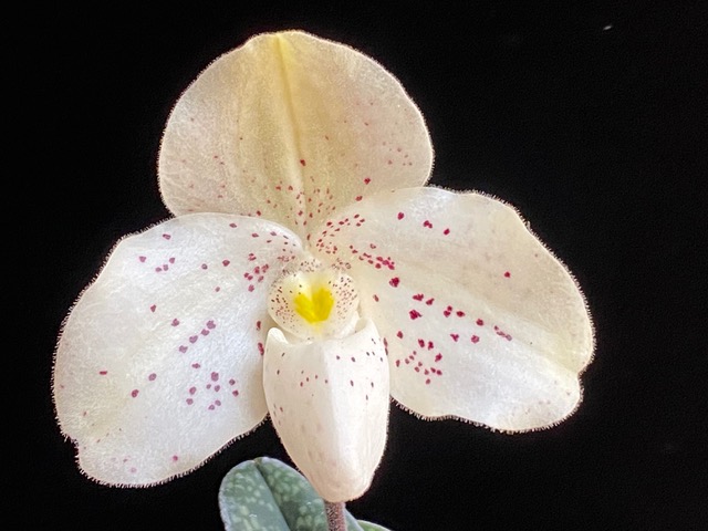 Paphiopedilum Conco-bellatulum 'SVO' AM/AOS × thaianum 'Super Cute'　栽培者：唐木善孝