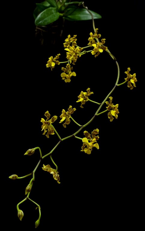 Oncidum ciliatum　栽培者：丹羽一樹