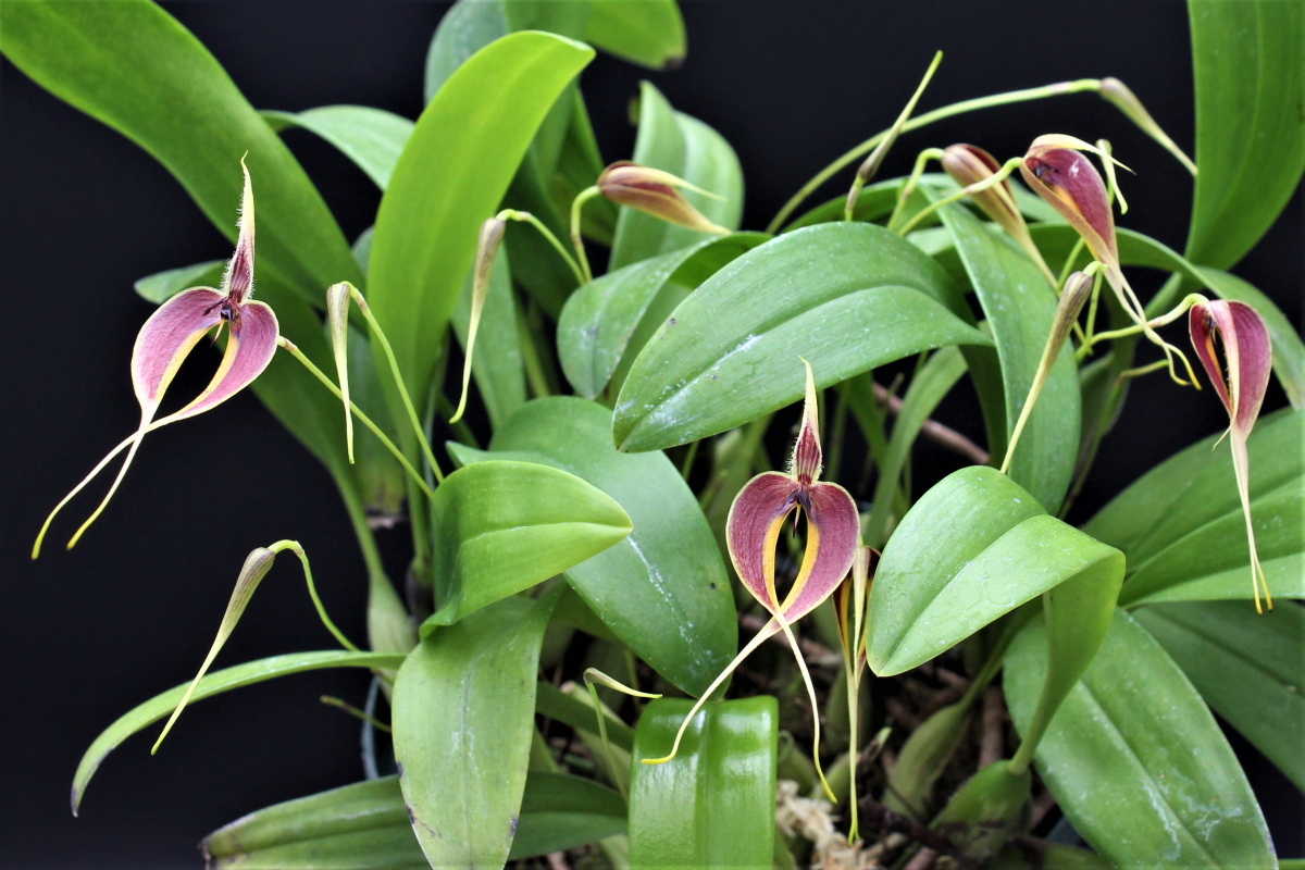 小型株第2位 - Bulbophyllum maxillare　鈴木隆夫