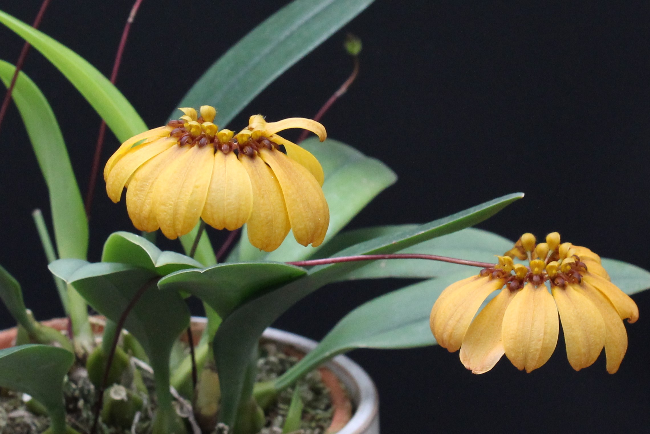 小型株第2位 - Bulbophyllum mastersianum 'Orange Pumpkin'　鈴木隆夫