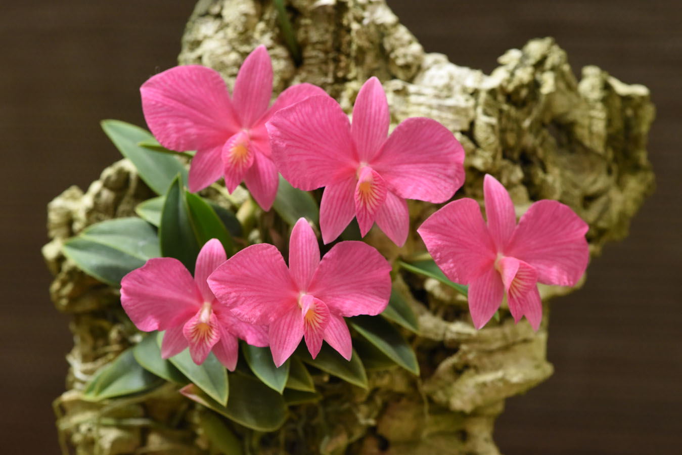 小型株第1位 - Cattleya wittigiana 'Pink Perfection' AM/AOS　上野幹雄