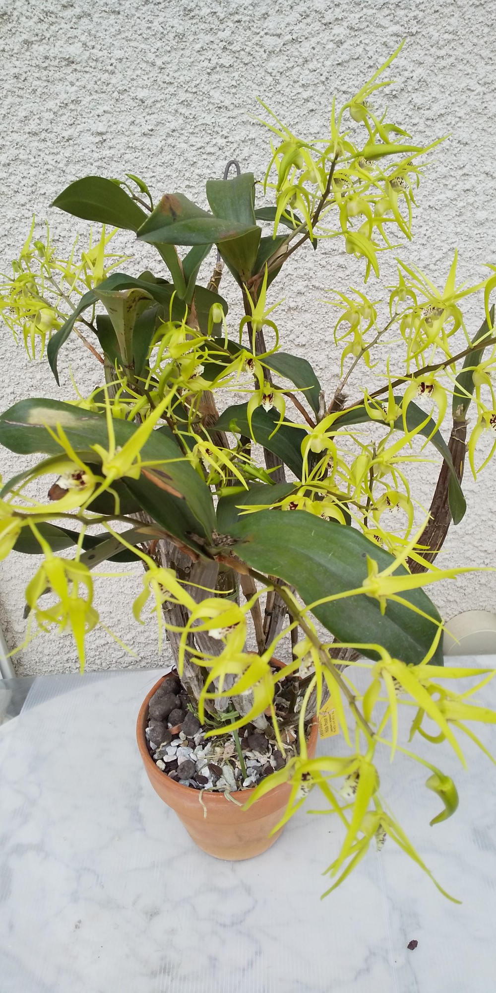 Dendrobium Hilda Poxon ‘K23’　栽培者：齊藤たみ子
