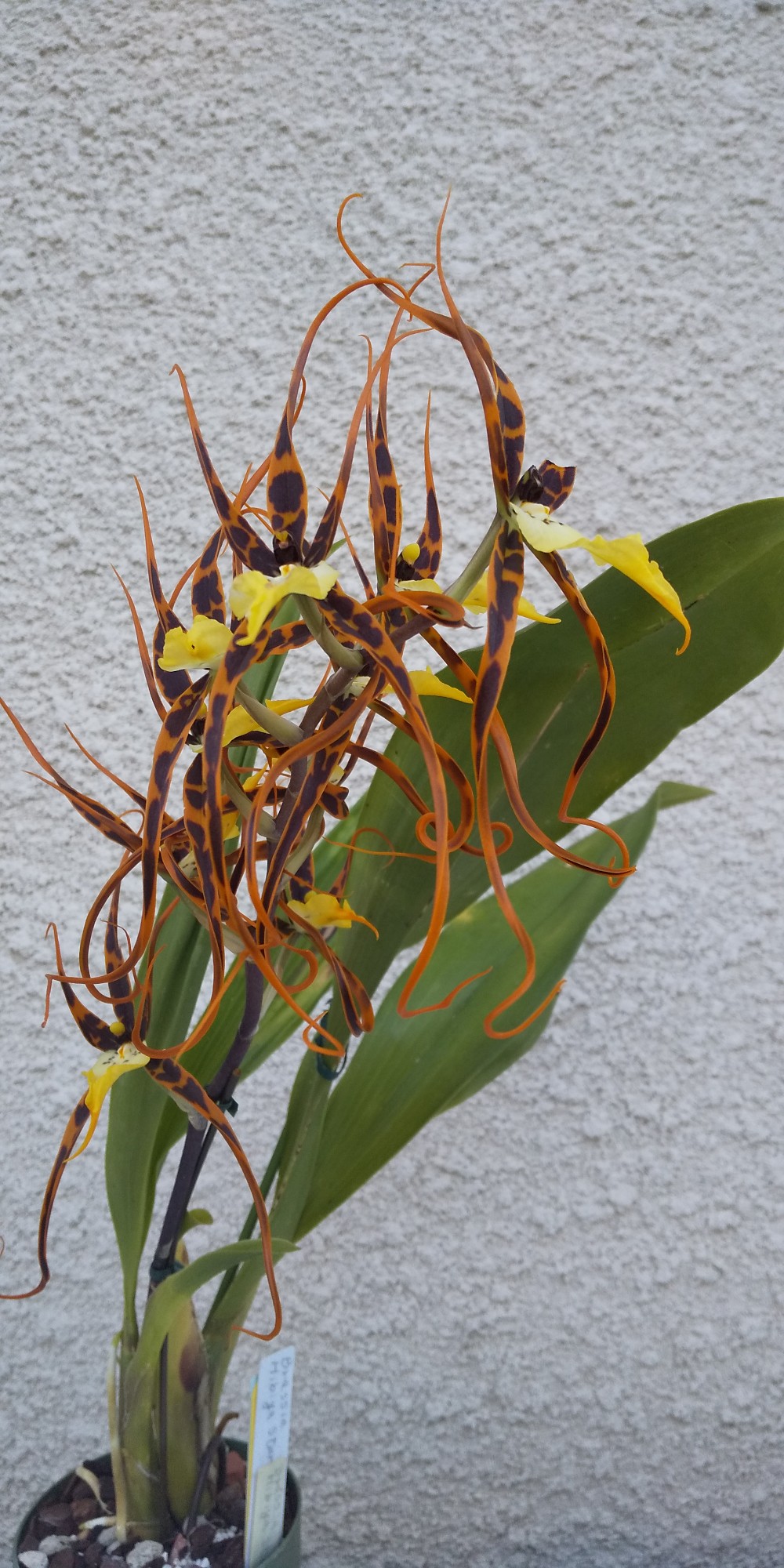 Brassia Hibiya Star ‘Spider Split’　栽培者：齊藤たみ子