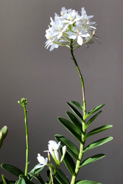Epidendrum Cotton Valley ‘White Peper’　栽培者：上田順子