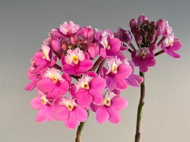 Epidendrum Candy Valley × sib　栽培者：冨澤　實