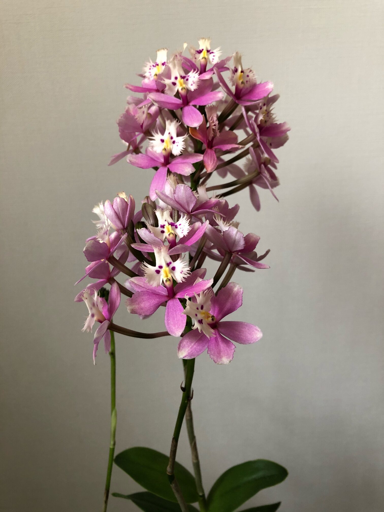 Epidendrum MarineValley x Strauberry Valley　上田順子
