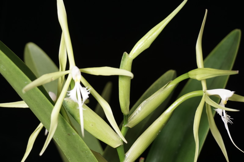 Epidendrum ciliare　清水達夫