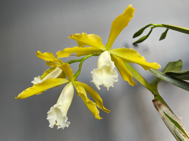 Cattleya tenebrosa x sib (alba 'Megumi' x self )G.C.14-07　栽培者：冨澤　實