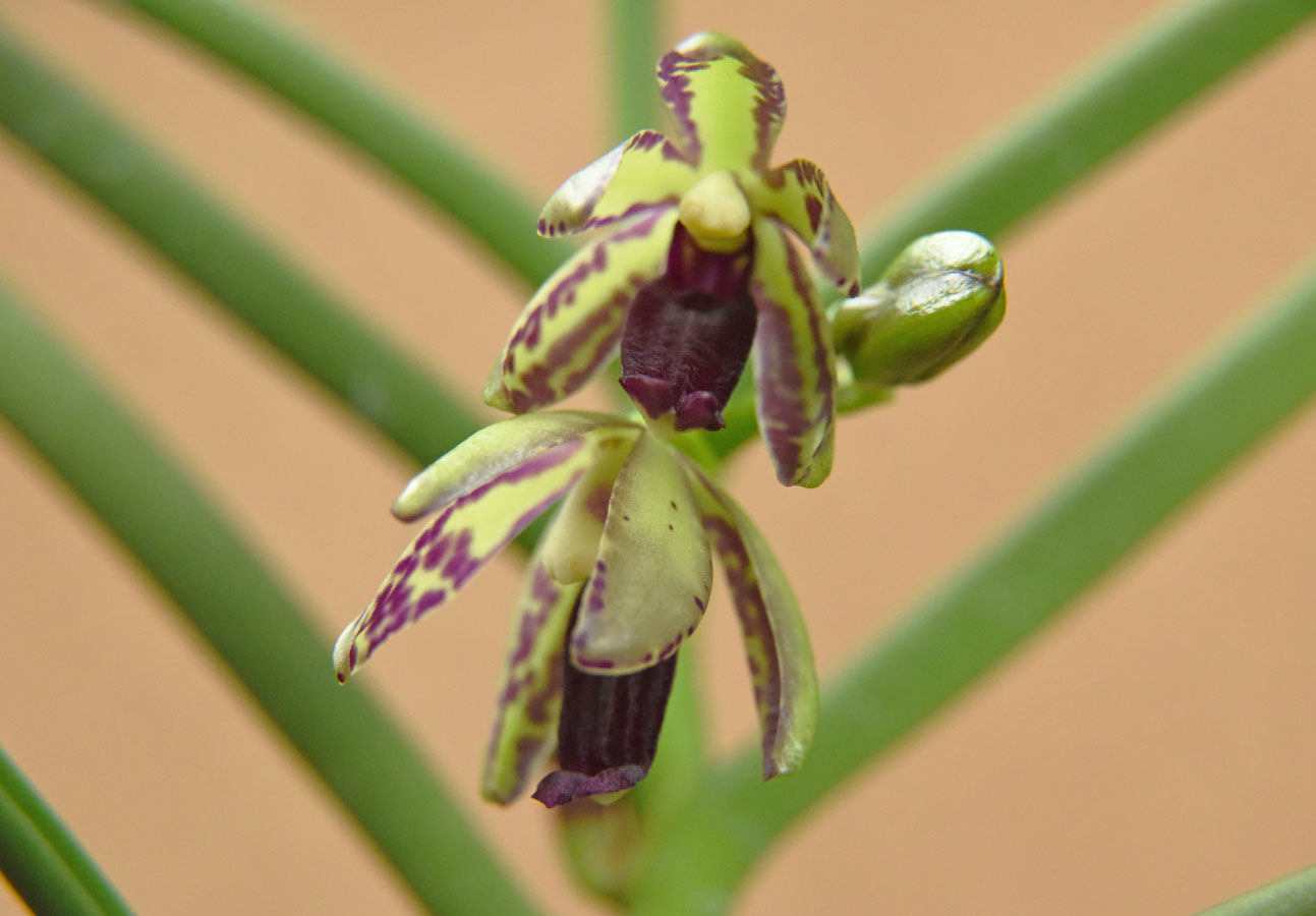 Luinopsis Furusei  (ボウラン x ナゴラン)　栽培者：古城鶴也