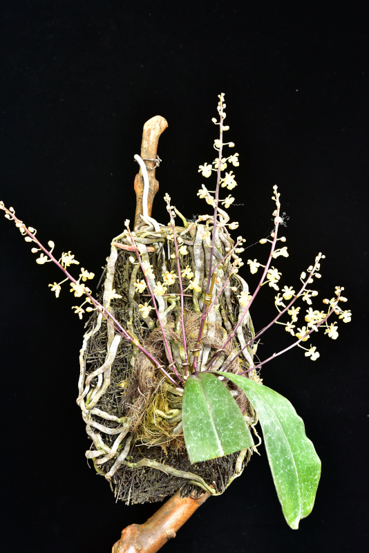小型株第4位 - Phalaenopsis chibae　武井直義