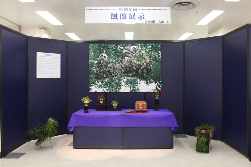 特別企画「風蘭展示」～ 江戸時代の風蘭の鑑賞～