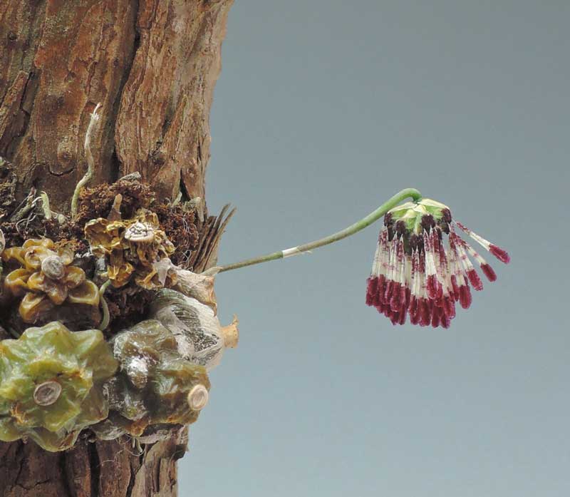 Bulbophyllum dhaninivatii Seidenf.1965 Synonym Bulbophyllum tripaleum Seidenf.1979

