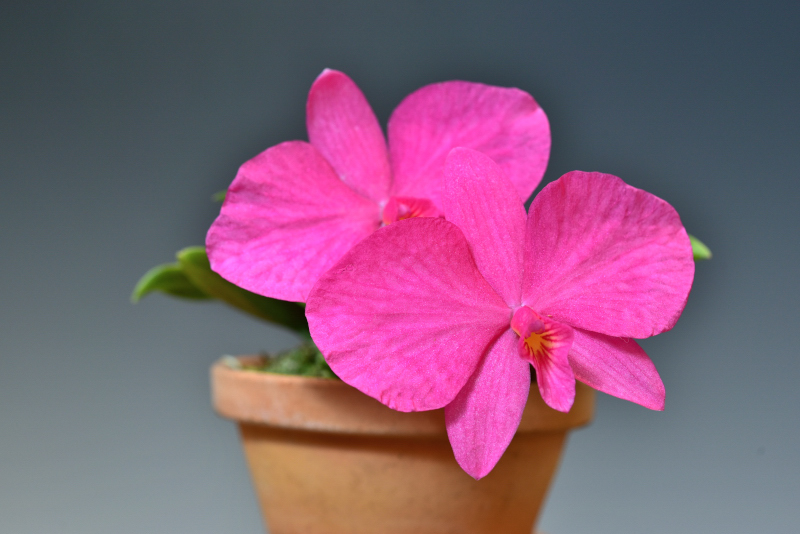 Cattleya wittigiana