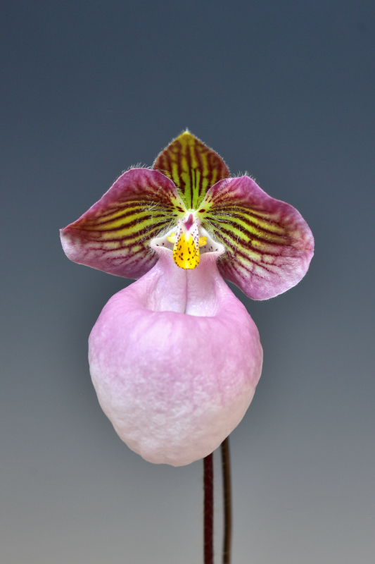 Paphiopedilum micranthum × sib.