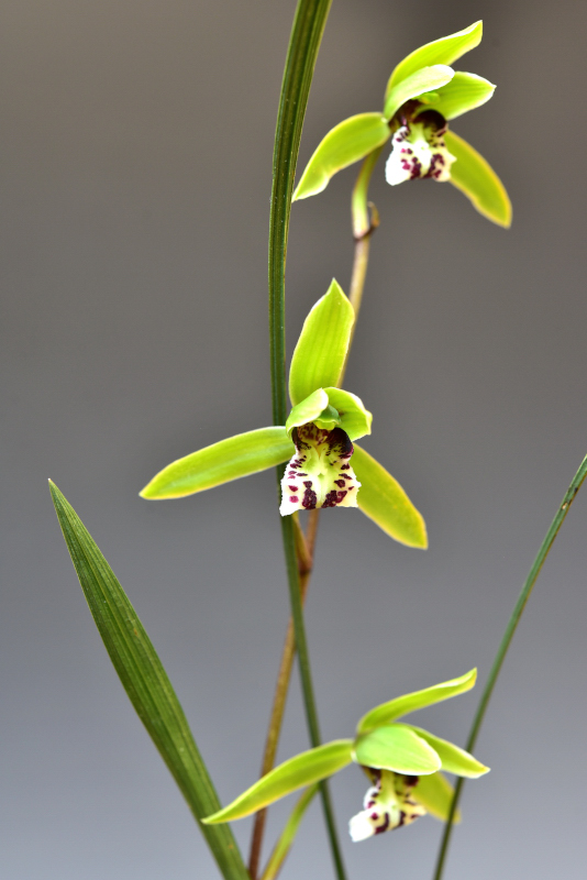 Cymbidium cyperifolium